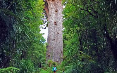 Tane Mahuta, the giant Kauri in Waipoua Forest