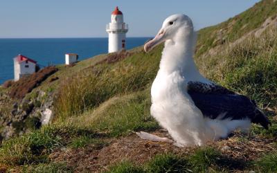 Albatross chick at Taiaroa Head on the Otago Peninsula
