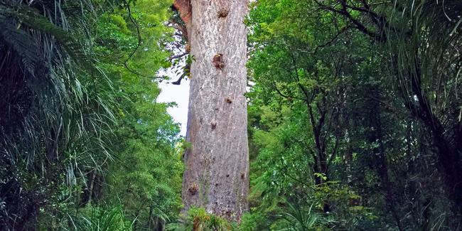 Tane Mahuta, the giant Kauri in Waipoua Forest