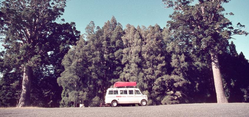 MoaTrek minibus amid the Kauri trees in the 1970s