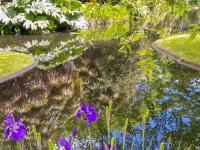 Reflections on the pond at Landsale garden