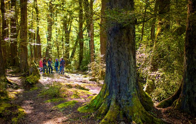 Walking in the Routeburn Forest - MoaTrek FAQ