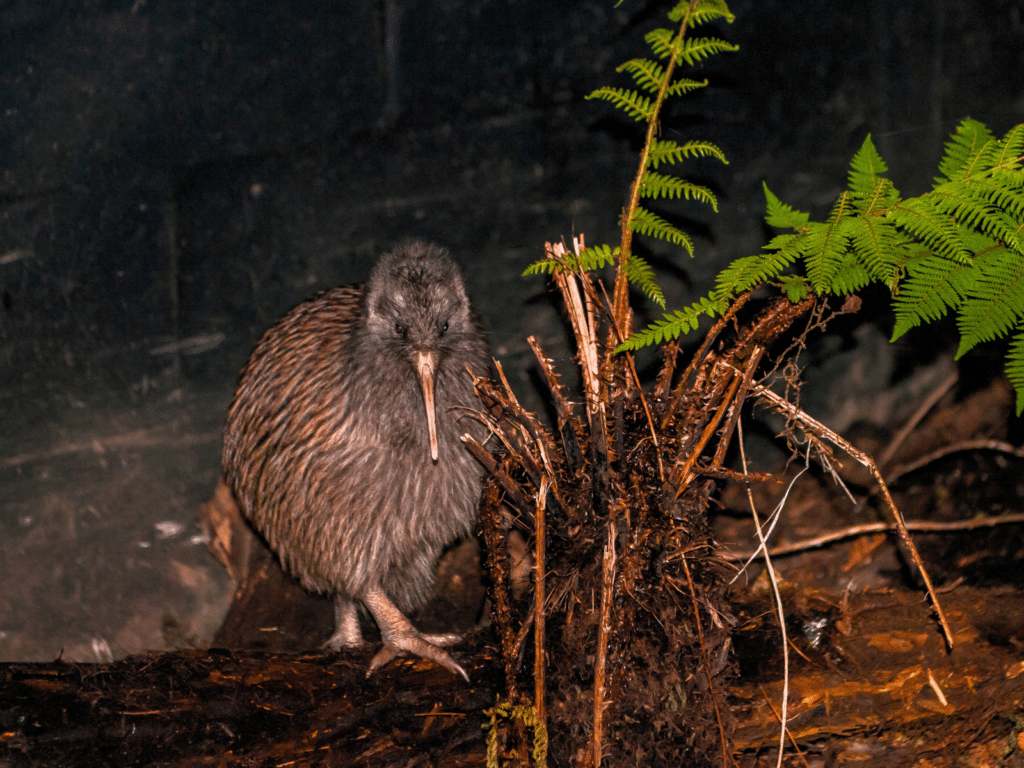 Visit the Kiwi West Coast Wild Life Centre